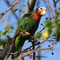 Cuban Parrot